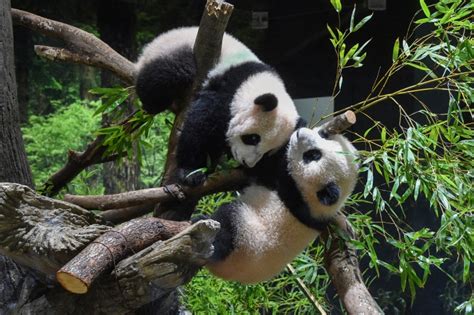 Filhotes De Panda Gêmeos Fazem Sua Primeira Aparição Em Zoológico De Tóquio