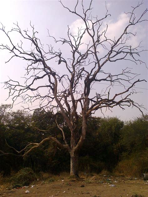 Dry Tree By Akashdeshpande On Deviantart