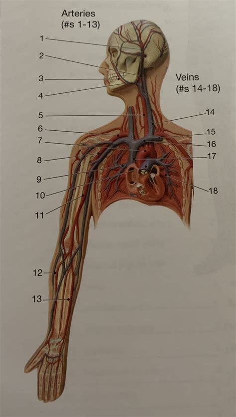 Veins And Arteries Top Half Diagram Quizlet