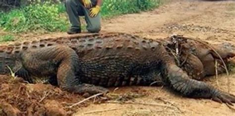 Video 13 Foot 700 Pound Alligator Discovered In The Us