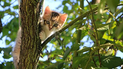 Kitten In A Tree Wallpaper For Chromebook Hd 4k