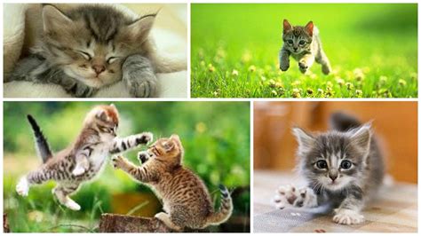 March 23 Is Cuddly Kitten Day Worldwide Weird Holidays