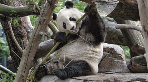 Giant Panda San Diego Zoo Animals And Plants