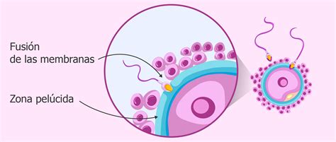 Fusión de las membranas del óvulo y el espermatozoide