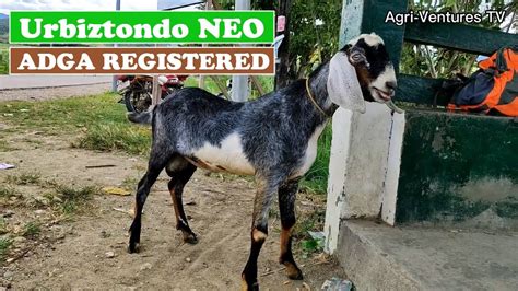 Goat Farming Business Urbiztondo Nubians Neo Purebred Anglo Nubian