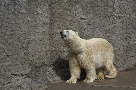 Polar Bear In A Zoo Stock Image Image Of Mouth Protection 31425955