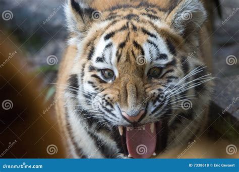 Angry Tiger Stock Photo Image Of Siberian Beauty Close 7338618