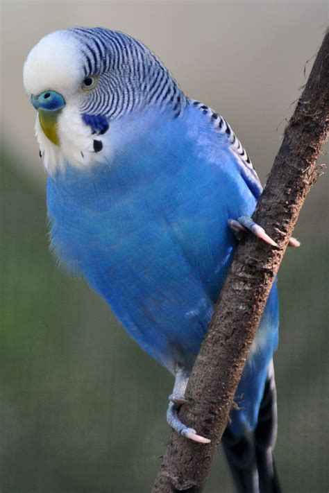 17 Best Images About Budgerigars On Pinterest A Tree Lighter And Mauve