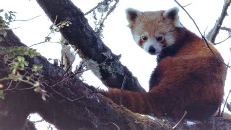 Red pandas face a fractured future