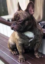 French bulldog puppies for sale in florida. French Bulldog Produced - OUTLAW KENNELS