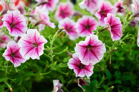 Growing Petunia Flowers Kellogg Garden Organics™