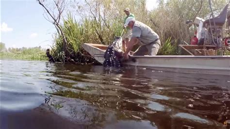 Biggest Gator Caught On Swamp People Revealed Who Broke The Show