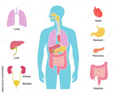 Human Body Internal Organs Illustration Lungs Heart Liver Stomach