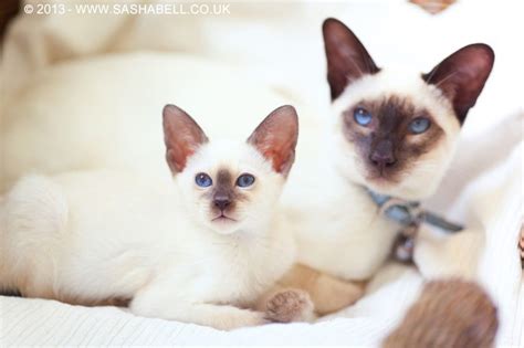 Two Siamese Chocolate Point Cats Day 255365 Sasha Bell Cats