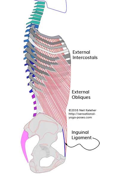 Anatomy Between Hip Lower Ribcage In Back Vertebrae And Thoracic Cage