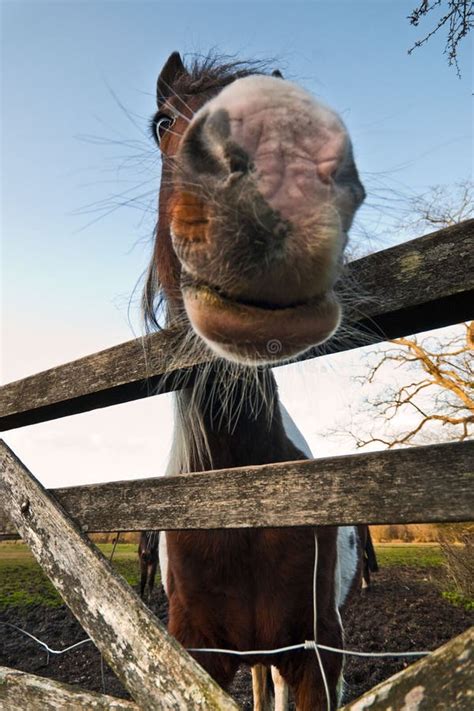 Funny Horse Close Up Stock Photo Image Of Horse Humor 87481444