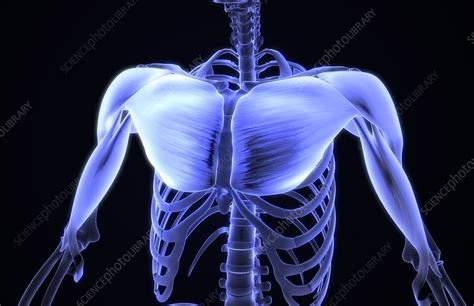 Sternal clefts (upper, lower, or entire) may be the outcome of an anomaly of fusion of the two sternal bars; Muscles of the chest area - Stock Image - F002/0396 ...