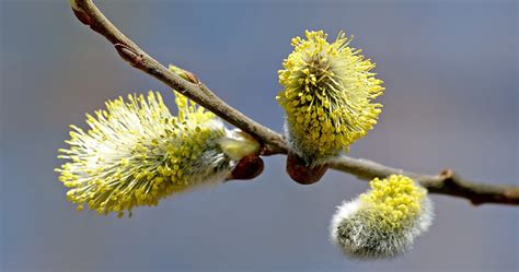 Catkin Flowers Cs