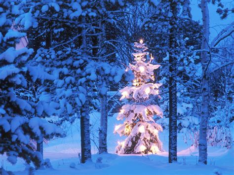 Download Christmas Tree In Snow Wallpaper By Jchapman30 Snowy