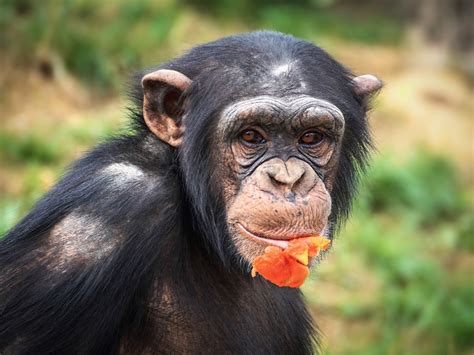 Schimpanse Affe Menschenaffe Kostenloses Foto Auf Pixabay