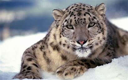 Leopard Snow Scary Wallpapers Tigers
