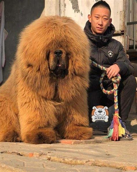 Diese 18 Fotos Zeigen Dass Die Tibetanische Dogge Einer Der Größten