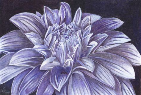 Dahlia Colored Pencil Drawing By Veronicacrockford On Deviantart