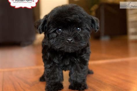They also lick and nuzzle each other. Meet Male a cute Yorkiepoo - Yorkie Poo puppy for sale for $1,299. LOVING YORKIEPOO PUPPY ...