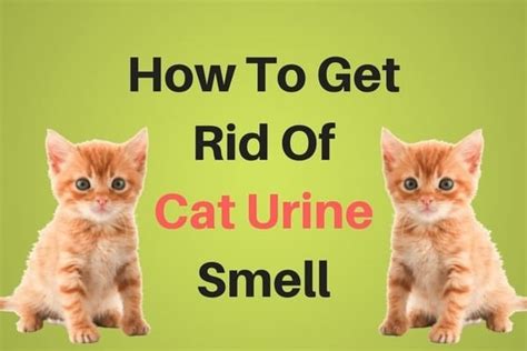 Of course, the player will unlock flower cat's true form upon completion. How To Get Rid Of Cat Urine Smell | Xion Lab