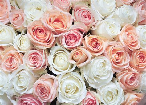Best Of Wallpaper Light Pink Roses Background Images