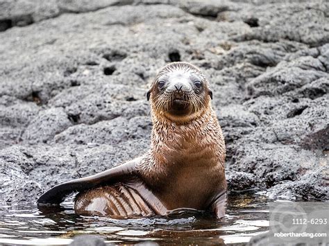 Galapagos Sea Lion Zalophus Wollebaeki Stock Photo