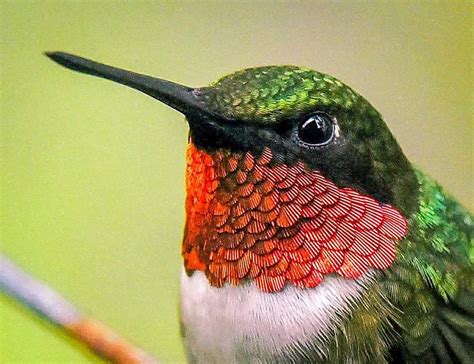 Close Up Of Male Ruby Throated Hummingbird In Silver Springs Ocala