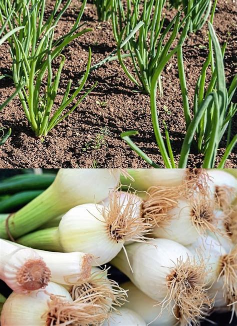 Planting And Growing Guide For Spring Onions Allium Fistulosum Learn