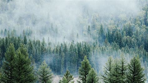 Download Wallpaper 2560x1440 Forest Fog Tree Nature Montana Dual
