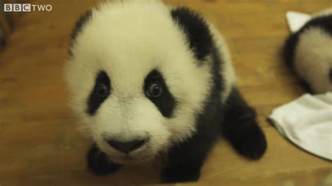 Cute Baby Pandas In A Nursery Natural World Special Panda Makers