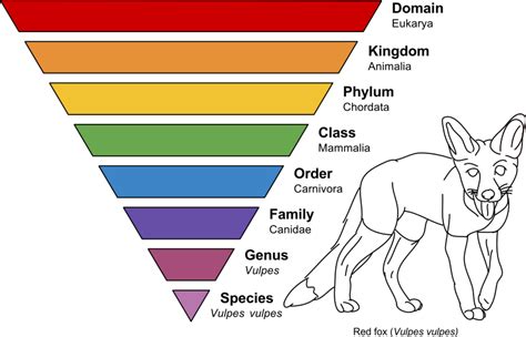Difference Between Taxonomy And Phylogeny Taxonomy Vs Phylogeny