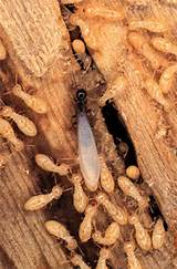 Termite Protection How Often