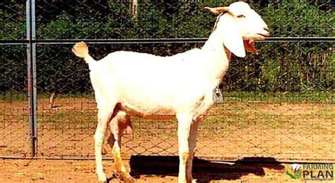 Surti Goat Discovery Of Goat Lifestyle Farming Plan