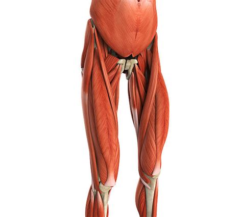 Pelvic & upper thigh anatomy. Quadriceps Muscle Pictures, Images and Stock Photos - iStock