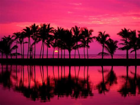 Pal Tree Palm Tree Pink Sunset Image 158469 On