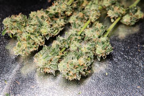 Sativa Dominant Strains A Complete Guide Buy Bud Online
