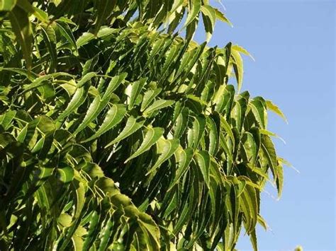 Many people have heard of neem oil but few are aware of the amazing and varied medicinal properties of neem leaves. Can You Eat Neem Leaves? What Are The Health Benefits ...