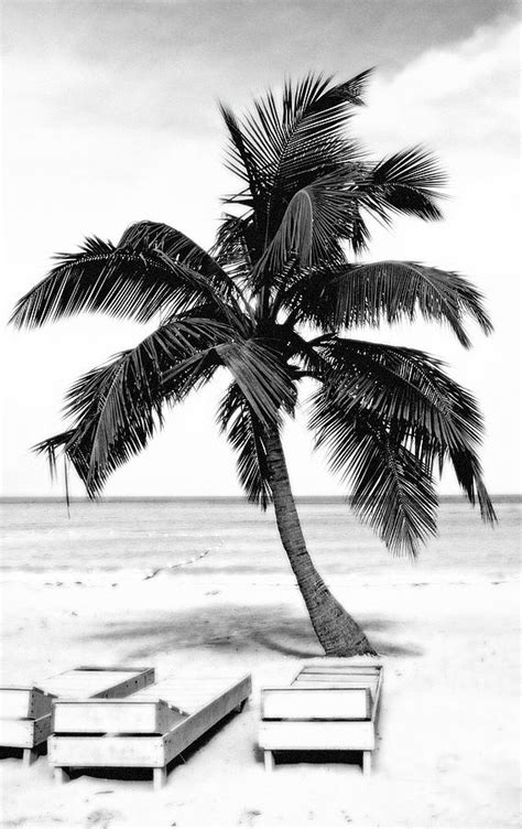 Looking up at coconut palm trees, black and white summer holiday picture. Palm Tree In Black And White Photograph by Glennis Siverson