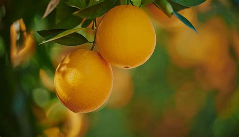 Valencia Orange California Citrus Growers