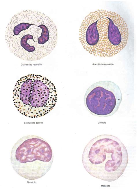 Leucocitos glóbulos blancos características funciones tipos
