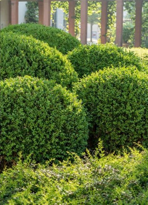 Buxus Microphylla Var Japonica Green Beauty Etsy Boxwood