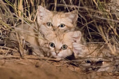 Sand Cat Kittens Spotted In The Wild For First Time Panthera
