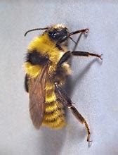 Bumblebees look a little bit like their cousins, the honey bee, but they are not the same. Good Bug photos | many insects in your garden are helpful ...