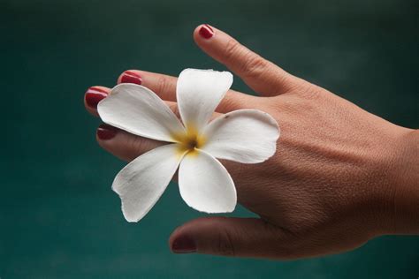 Free Images Hand Plant Woman White Leaf Flower Petal Finger