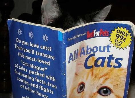 Cats Reading Books About Cats